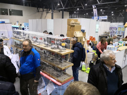 Targi ExpoGołębie 2019