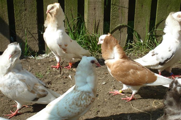 Kapucyny Staroholenderskie - Gołębie Ozdobne - Rasa Kapucyn Staroholend -  Ogłoszenie - mojegolebie.pl