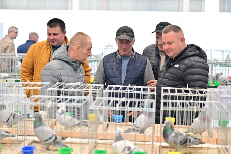 Wystawa gołębi EXPO KIELCE